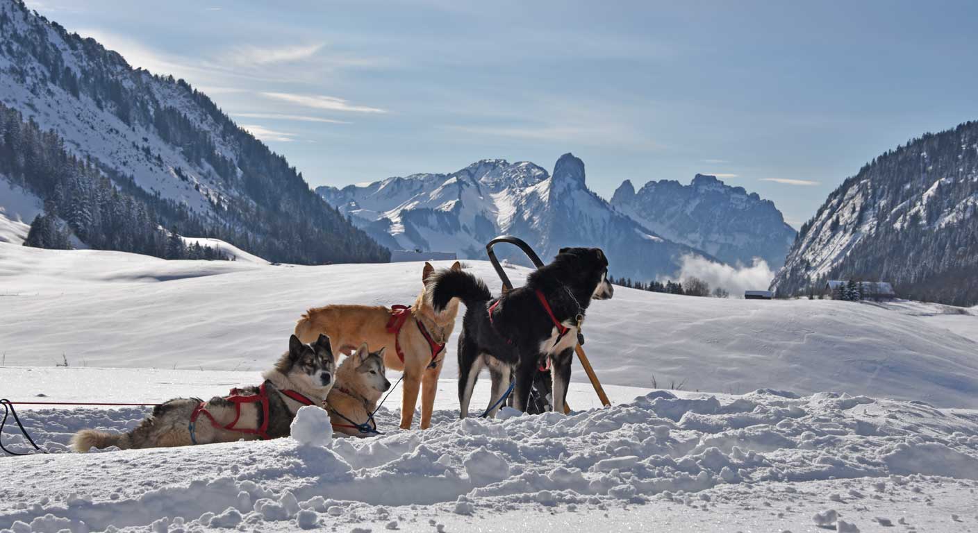 n'hésitez pas à venir nous voir lors d'une pause détente pendant vos randonnées de ski de fond sur le plateau des Glières