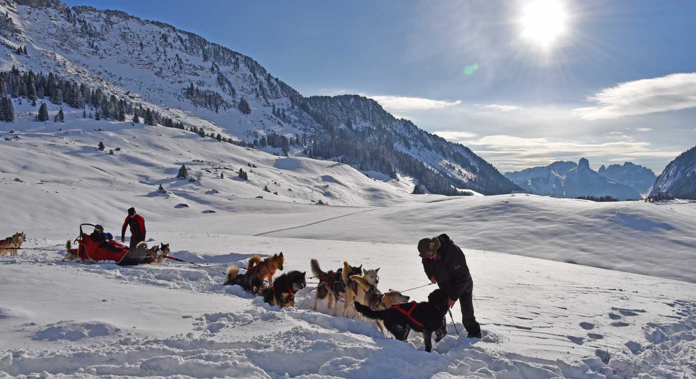 idée de sortie pendant vos vacances en Haute Savoie, découverte du plateau des Glières en chiens de traineaux